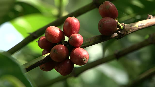Caffe Biologico Albero