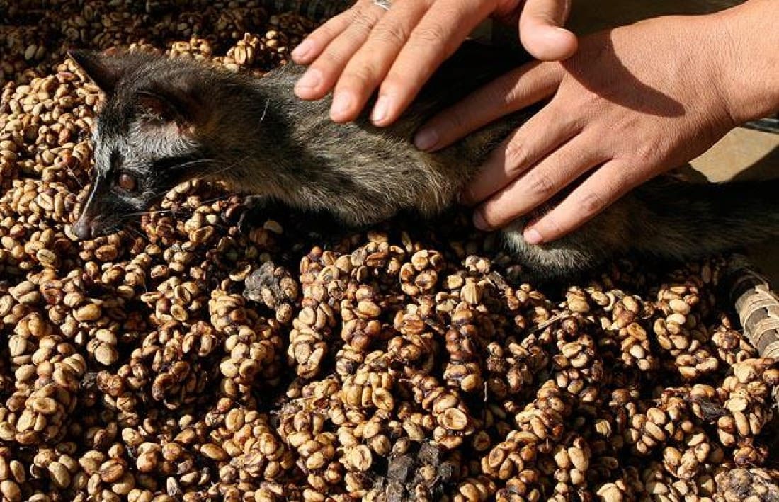 Zibetto Caffè Kopi Luwak
