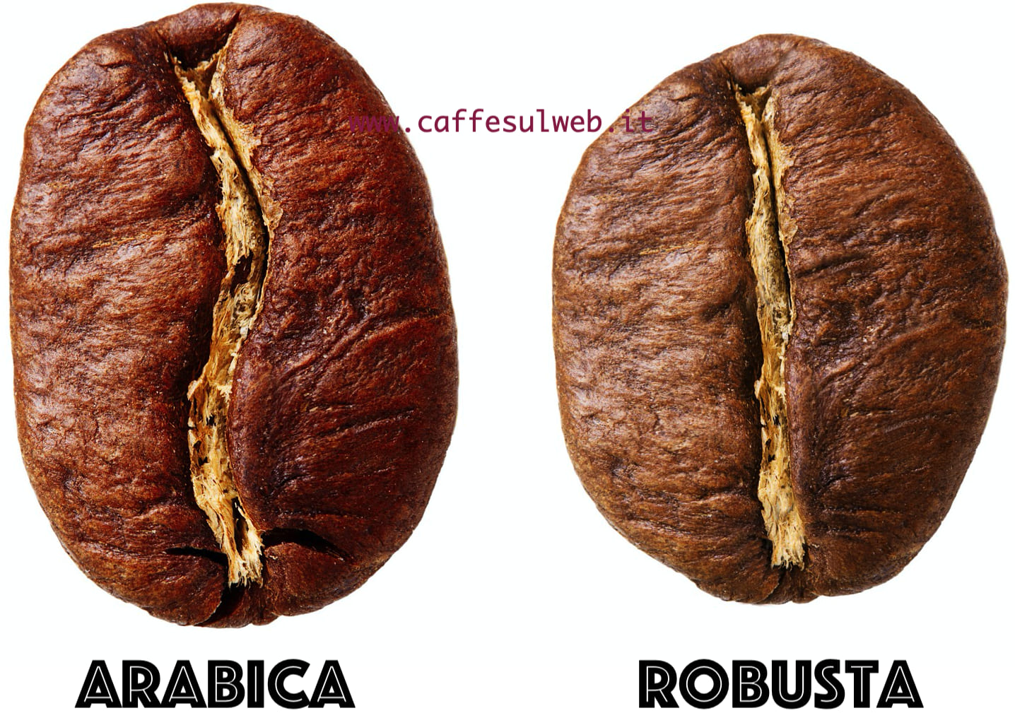 Differenze Coffea Arabica e Canephora